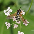Chrysotoxum festivum, hoverfly, female, Alan Prowse